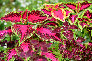 Lime & pink coleus garden plants